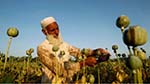 Iranian Official Demands Cooperation to Curb Poppy Cultivation in Afghanista